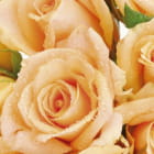 Miniatura fototapety Große cremefarbene Rosen
