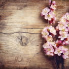 Miniatura fototapety Blüte auf Holzhintergrund