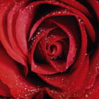 Miniatura fototapety Tau auf einer roten Rose