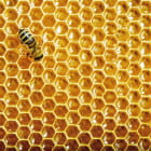 Miniatura fototapety Bienenwabe