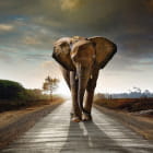 Miniatura fototapety Großer Elefant