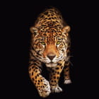Miniatura fototapety Jaguar auf schwarzem Hintergrund