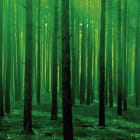Miniatura fototapety Verzauberter wilder Wald