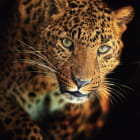 Miniatura fototapety Leopardenblick