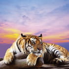 Miniatura fototapety Tiger vor Sonnenuntergang im Hintergrund