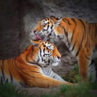 Miniatura fototapety Tiere Tiger