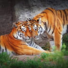 Miniatura fototapety Verliebte Tiger