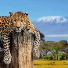 Miniatura fototapety Leopard in Savannah