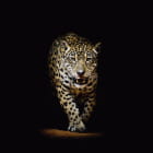 Miniatura fototapety Raubtierjaguar