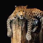 Miniatura fototapety Nachdenklicher Leopard