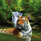 Miniatura fototapety Tiger im Wasser