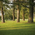 Miniatura fototapety Nadelbaumstämme