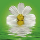 Miniatura fototapety Cosmea weiß