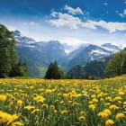 Miniatura fototapety Feld mit gelbem Löwenzahn