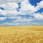 Miniatura fototapety Wolken über einem Weizenfeld