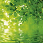 Miniatura fototapety Blätter über Wasser