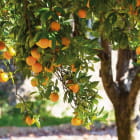 Miniatura fototapety Orangenbaum