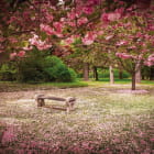 Miniatura fototapety Kirschblüten im Garten
