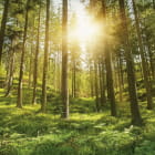 Miniatura fototapety Sommer im Wald