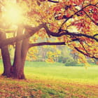 Miniatura fototapety Naturherbst