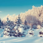 Miniatura fototapety Naturwinter