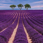 Miniatura fototapety Lavendelfeldlandschaft