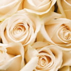Miniatura fototapety Schöne Rosen