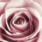 Miniatura fototapety Rosa Rosenknospe