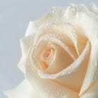 Miniatura fototapety Tau auf der Rose