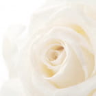 Miniatura fototapety Weiße Blume