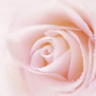 Miniatura fototapety Zarte Rosenknospe