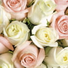Miniatura fototapety Strauß frischer Rosen