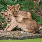 Miniatura fototapety Kleine Löwenbabys