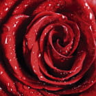 Miniatura fototapety Rosenknospe