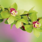 Miniatura fototapety Grüne Orchidee