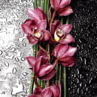 Miniatura fototapety Rote Orchidee
