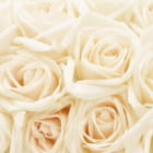 Miniatura fototapety Strauß cremefarbener Rosen