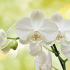 Miniatura fototapety Große weiße Orchideen