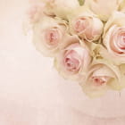 Miniatura fototapety Pfirsichrosen