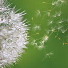 Miniatura fototapety Löwenzahn auf grünem Hintergrund