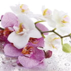 Miniatura fototapety Frische Orchideen