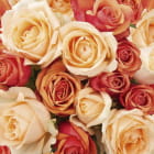 Miniatura fototapety Orangefarbene Rosen