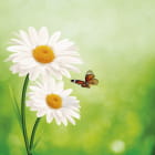 Miniatura fototapety Gänseblümchen und Schmetterling