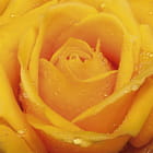 Miniatura fototapety Herrliche Rose
