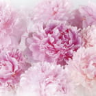 Miniatura fototapety Zarte rosa Pfingstrosen