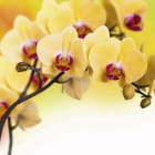 Miniatura fototapety Elegante gelbe Orchideen