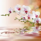 Miniatura fototapety Brillante Orchideen