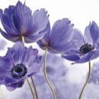 Miniatura fototapety Lilane Blumen