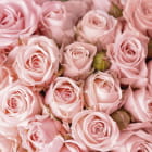 Miniatura fototapety Zarte rosa Rosen