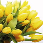 Miniatura fototapety Strauß gelber Tulpen